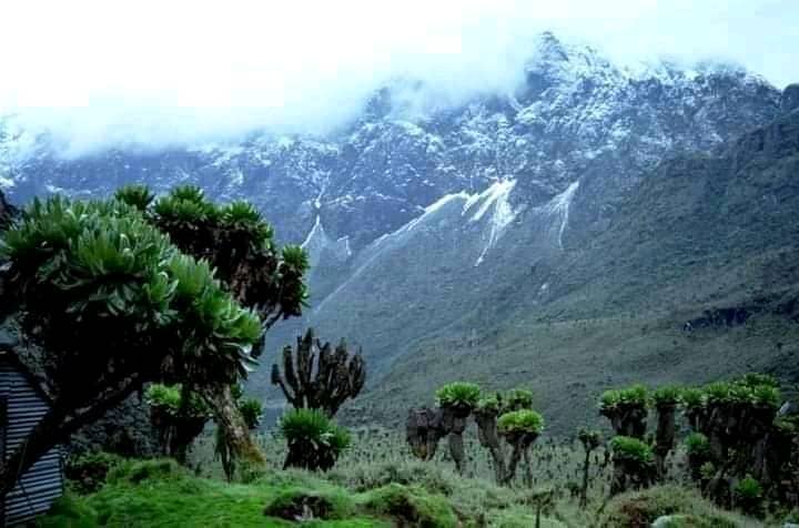 EIGHT DAYS RWENZORI CIRCUIT/ SEVEN NIGHTS IN THE RWENZORI’S