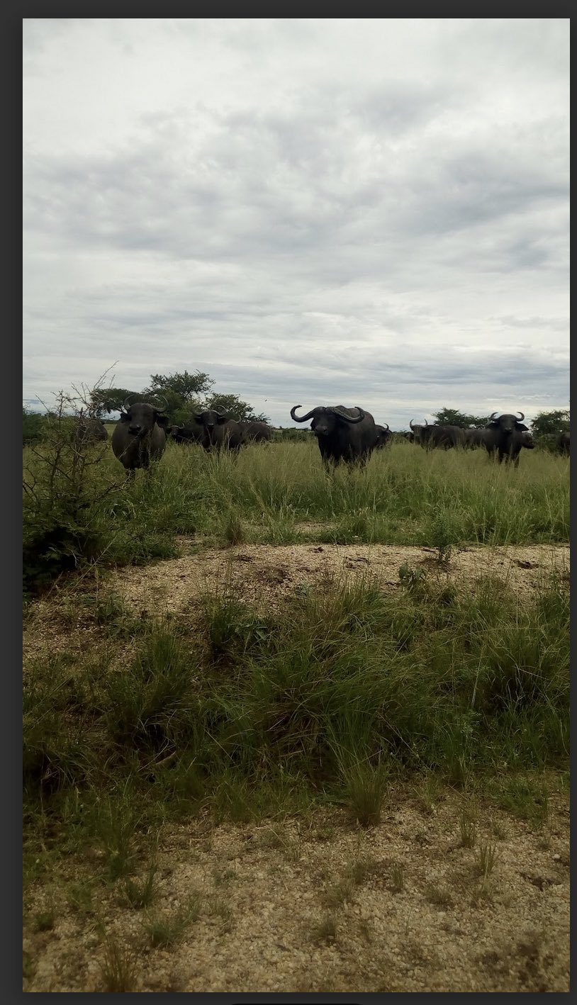 THREE DAYS QUEEN ELIZABETH SAFARI